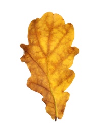 Photo of Beautiful autumn leaf on white background. Fall foliage