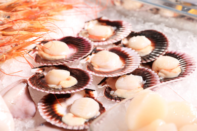 Photo of Fresh scallops on display with ice. Wholesale market