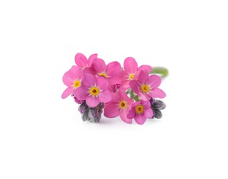 Photo of Beautiful pink Forget-me-not flowers isolated on white