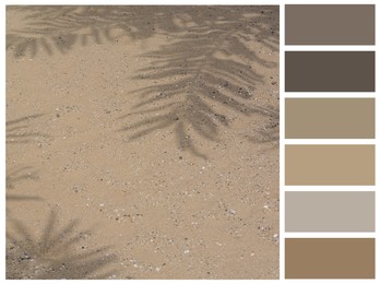 Image of Color palette appropriate to photo of shadows of palm leaves on beach sand