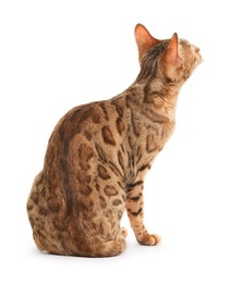 Photo of Cute Bengal cat on white background. Adorable pet