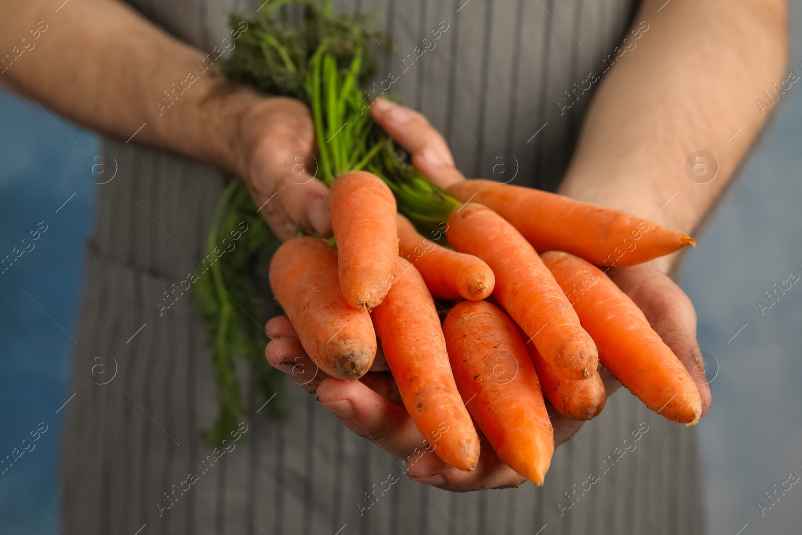 Photo of Young woman holding ripe carrots on color background, closeup