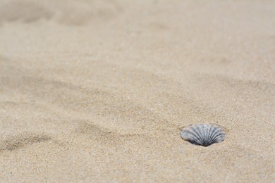 Photo of Seashell on sunlit sandy beach, space for text