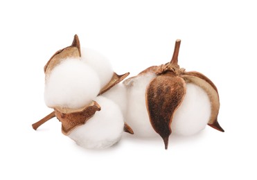 Photo of Beautiful fluffy cotton flowers isolated on white