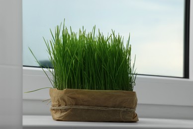 Photo of Potted green grass for cats growing on windowsill indoors