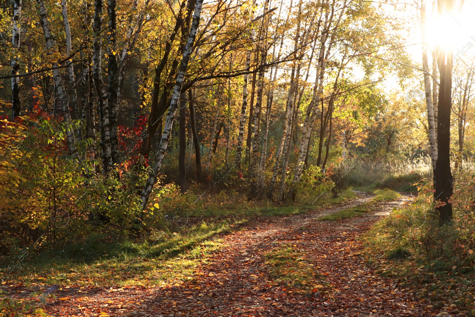 Photo of Pathway with fallen leaves and beautiful trees on autumn day