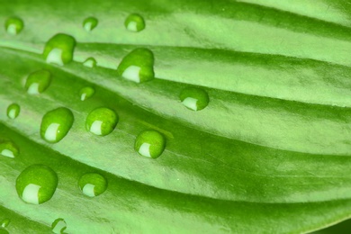 Photo of Macro view of water drops on green leaf