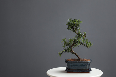 Photo of Japanese bonsai plant on white table, space for text. Creating zen atmosphere at home