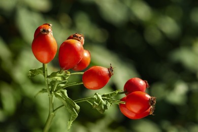 Ripe rose hip berries outdoors on sunny day, closeup