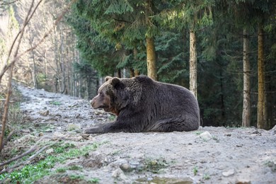 Photo of Adorable brown bear in forest. Wild animal
