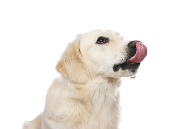 Photo of Cute Labrador Retriever showing tongue on white background