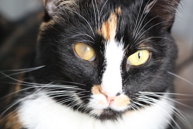 Photo of Cute cat with corneal opacity in eye on blurred background, closeup