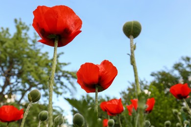 Photo of Beautiful red poppy flowers outdoors, low angle view