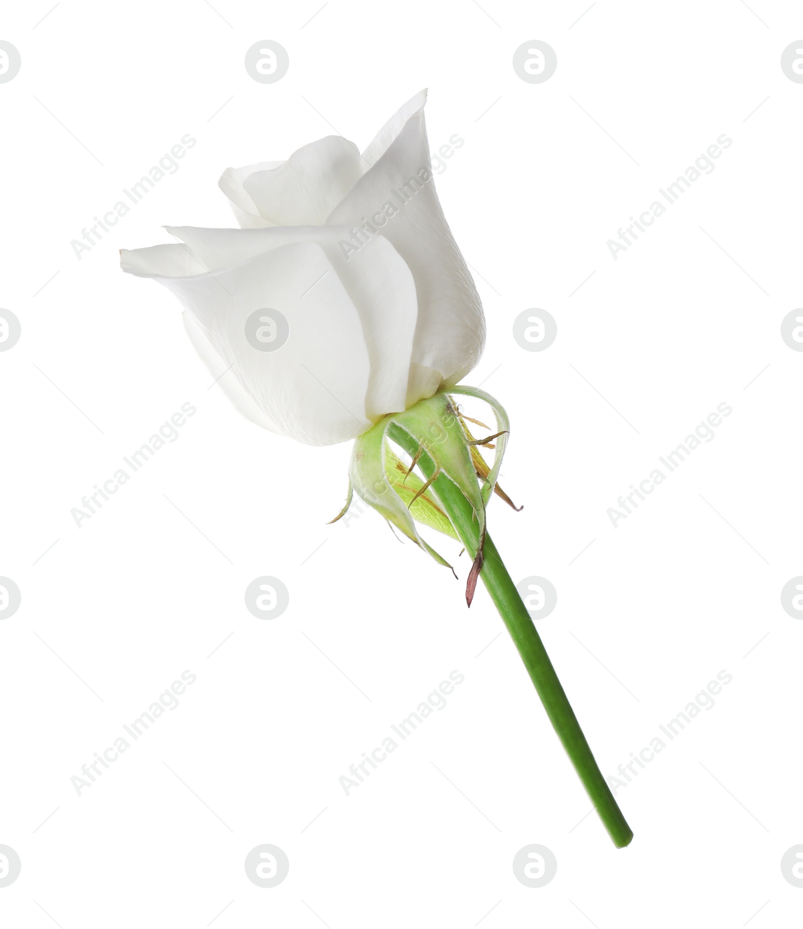 Photo of Beautiful blooming rose flower isolated on white