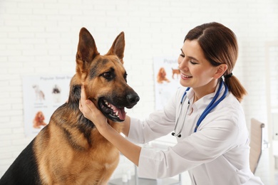 Photo of Professional veterinarian examining German Shepherd dog in clinic
