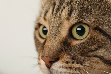 Photo of Closeup view of tabby cat with beautiful eyes on light background
