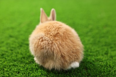 Photo of Cute little rabbit on grass, back view. Adorable pet