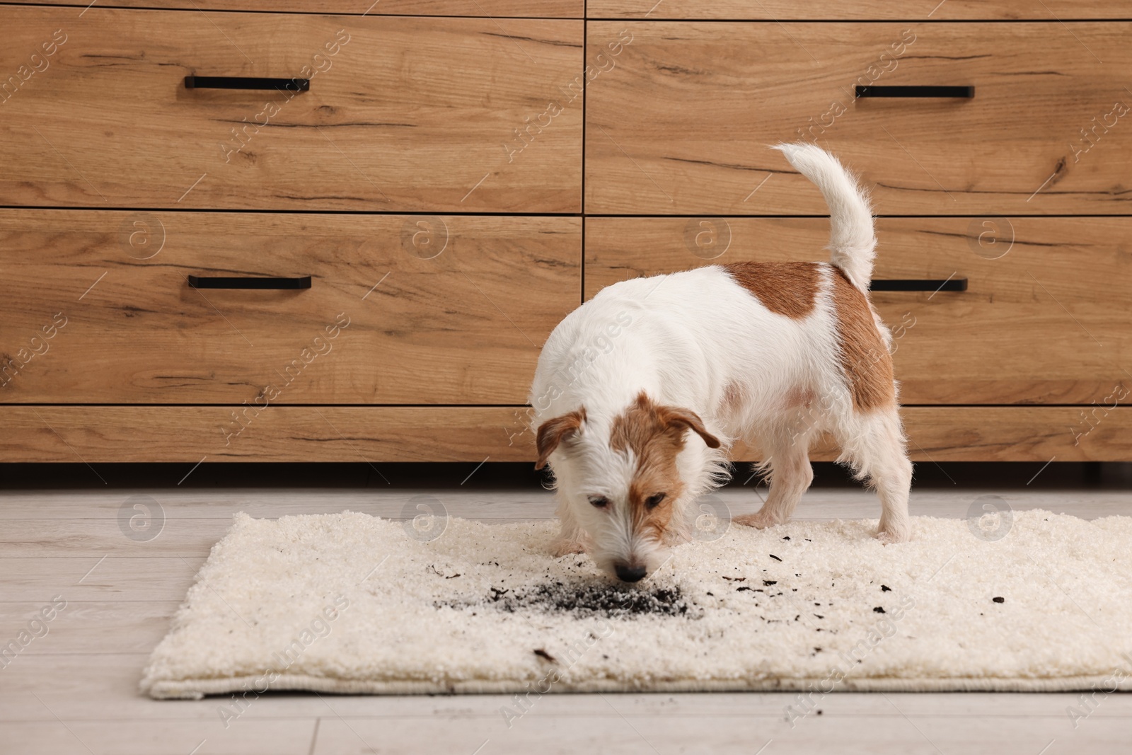 Photo of Cute dog near mud stain on rug indoors. Space for text