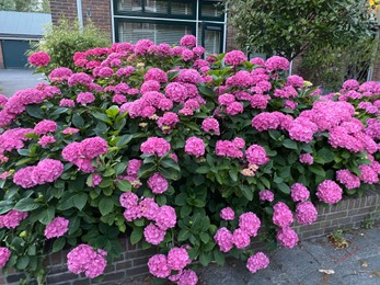 Photo of Hortensia plant with beautiful flowers growing outdoors