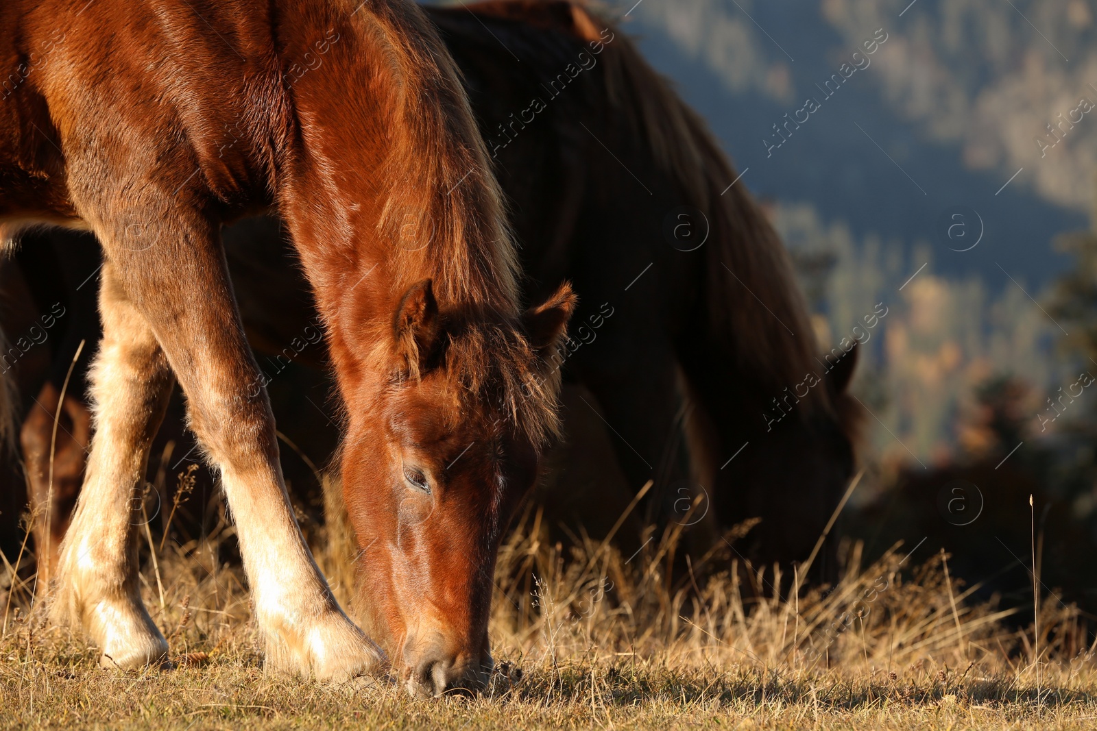 Photo of Brown horses grazing outdoors on sunny day. Beautiful pets