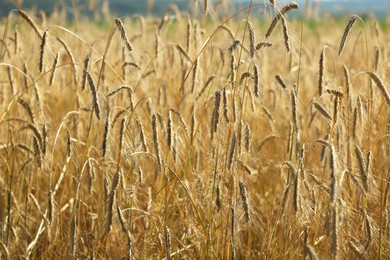 Photo of Beautiful ripe spikes of barley in agricultural field