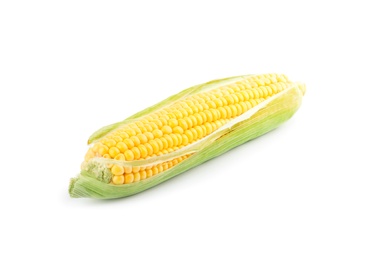 Photo of Ripe raw corn cob with husk isolated on white