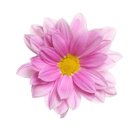 Photo of Beautiful pink chamomile flower on white background