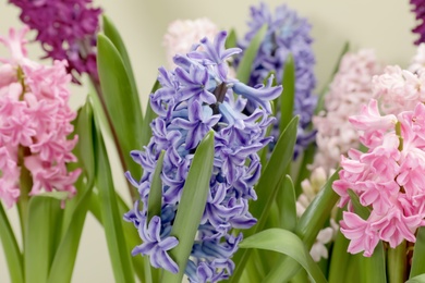 Photo of Beautiful spring hyacinth flowers with green leaves, closeup