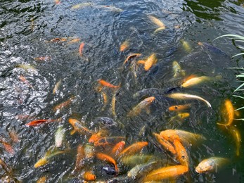 Photo of Many golden carps swimming in water outdoors