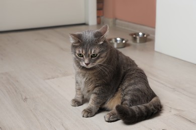 Photo of Beautiful grey tabby cat on floor at home. Cute pet