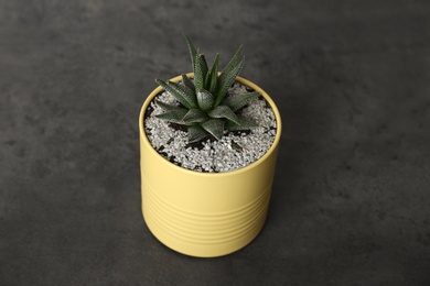 Photo of Houseplant in yellow tin can on grey stone table, closeup