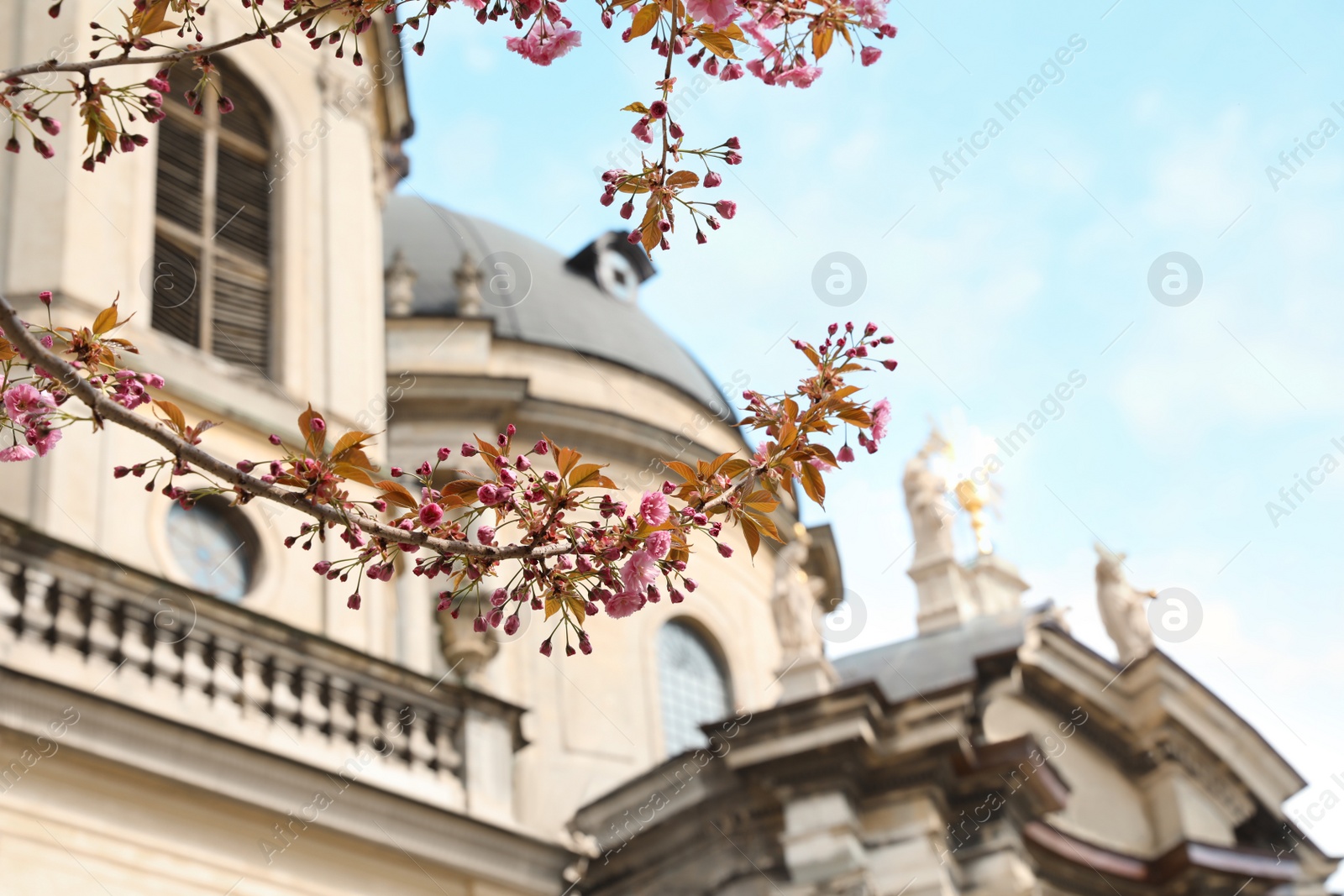 Photo of Beautiful blossoming sakura tree outdoors on spring day