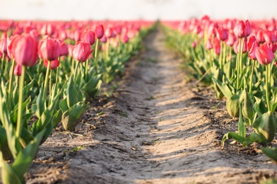 Field with fresh beautiful tulips, space for text. Blooming spring flowers