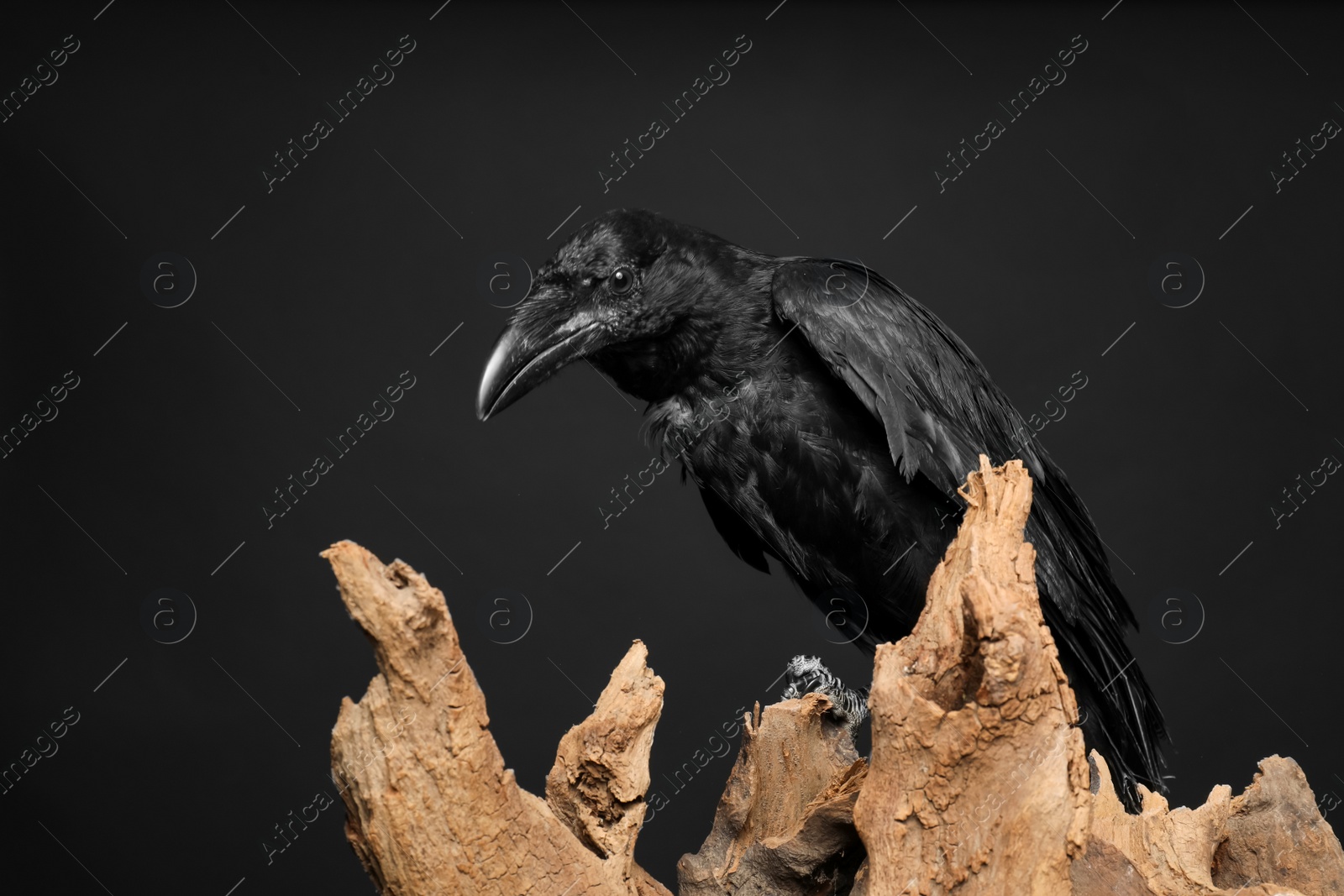 Photo of Beautiful common raven perched on wood against dark background