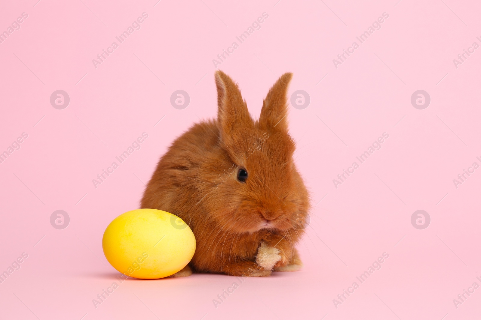 Photo of Adorable fluffy bunny and Easter egg on pink background