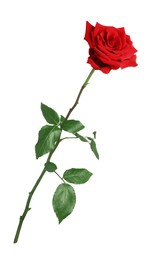 Photo of Beautiful fresh red rose isolated on white