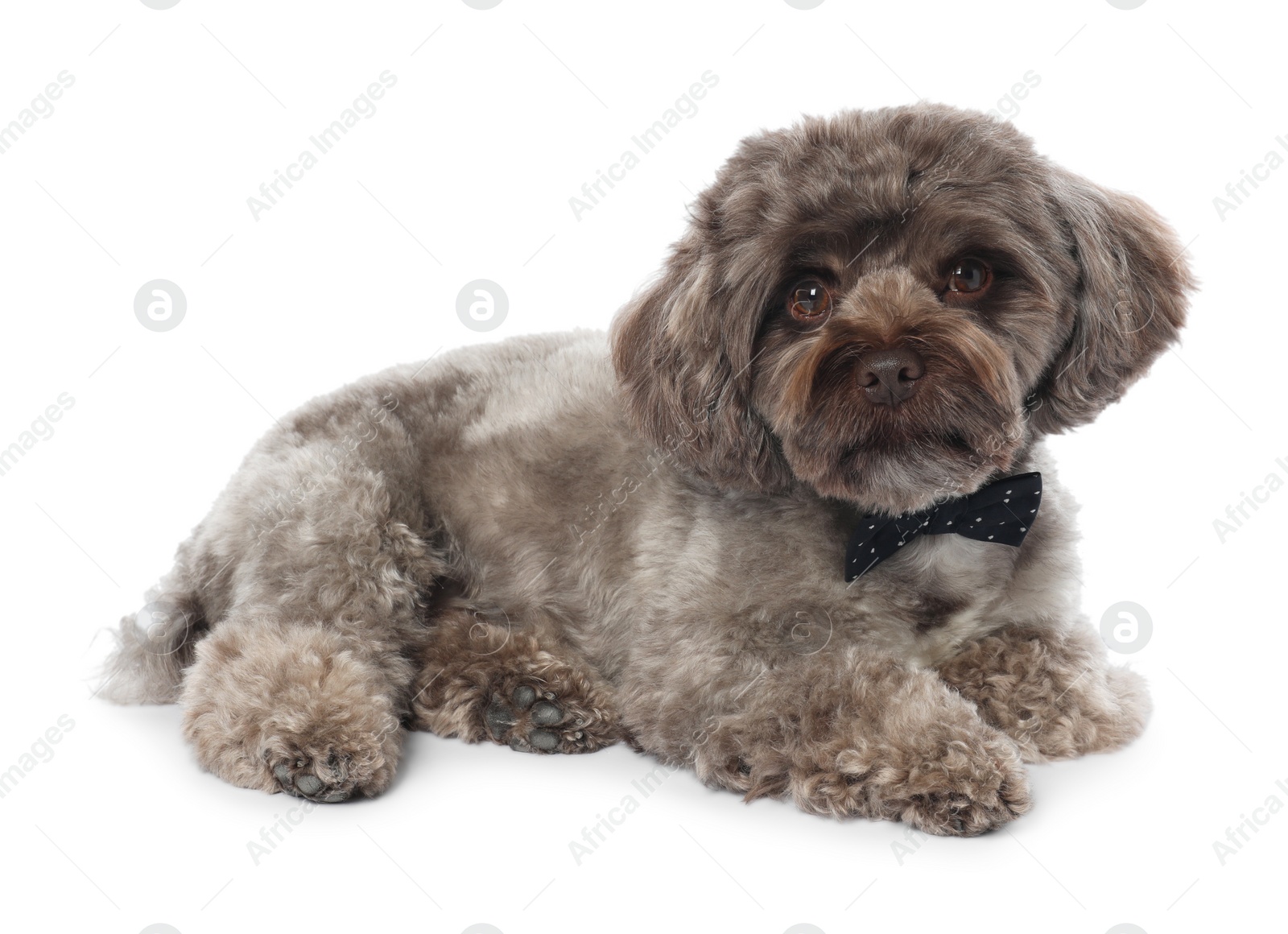 Photo of Cute Maltipoo dog with bow tie on white background. Lovely pet