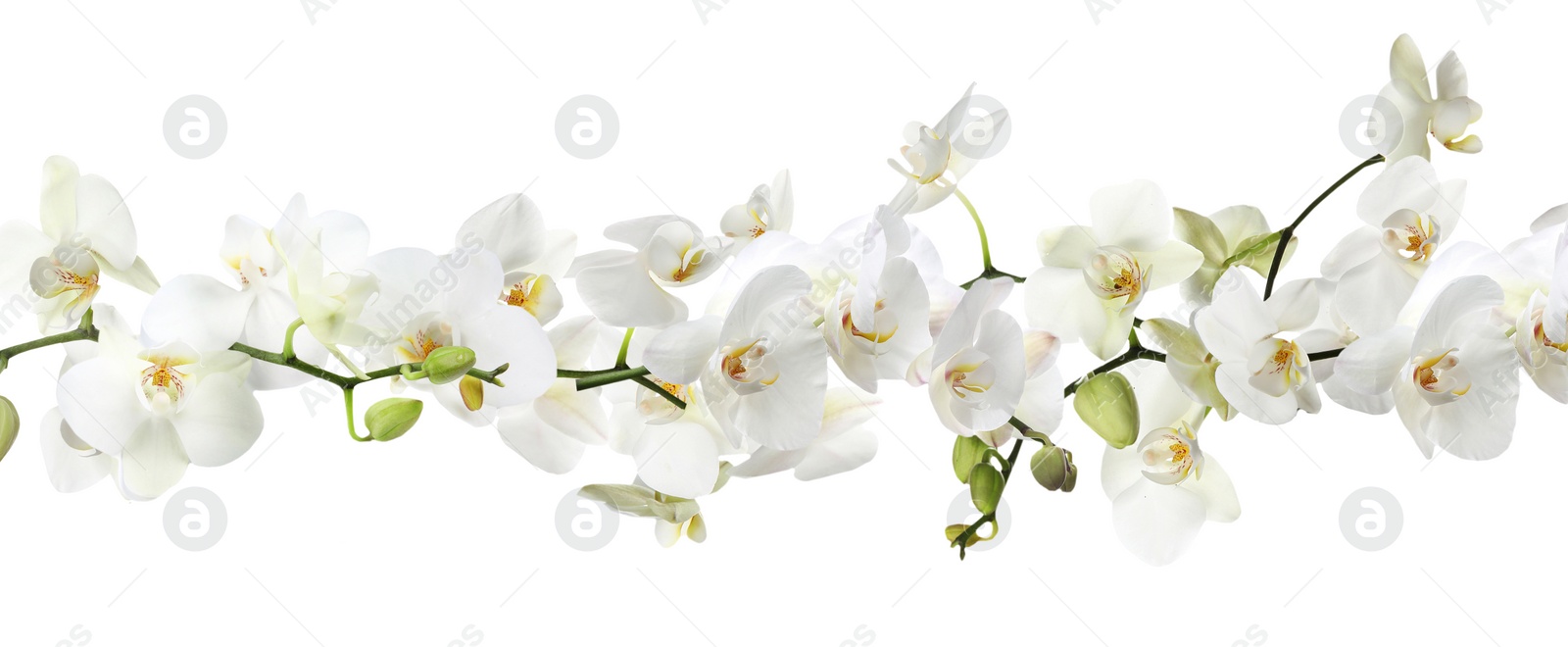Image of Branch of beautiful orchid on white background. Banner design