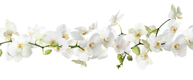 Image of Branch of beautiful orchid on white background. Banner design