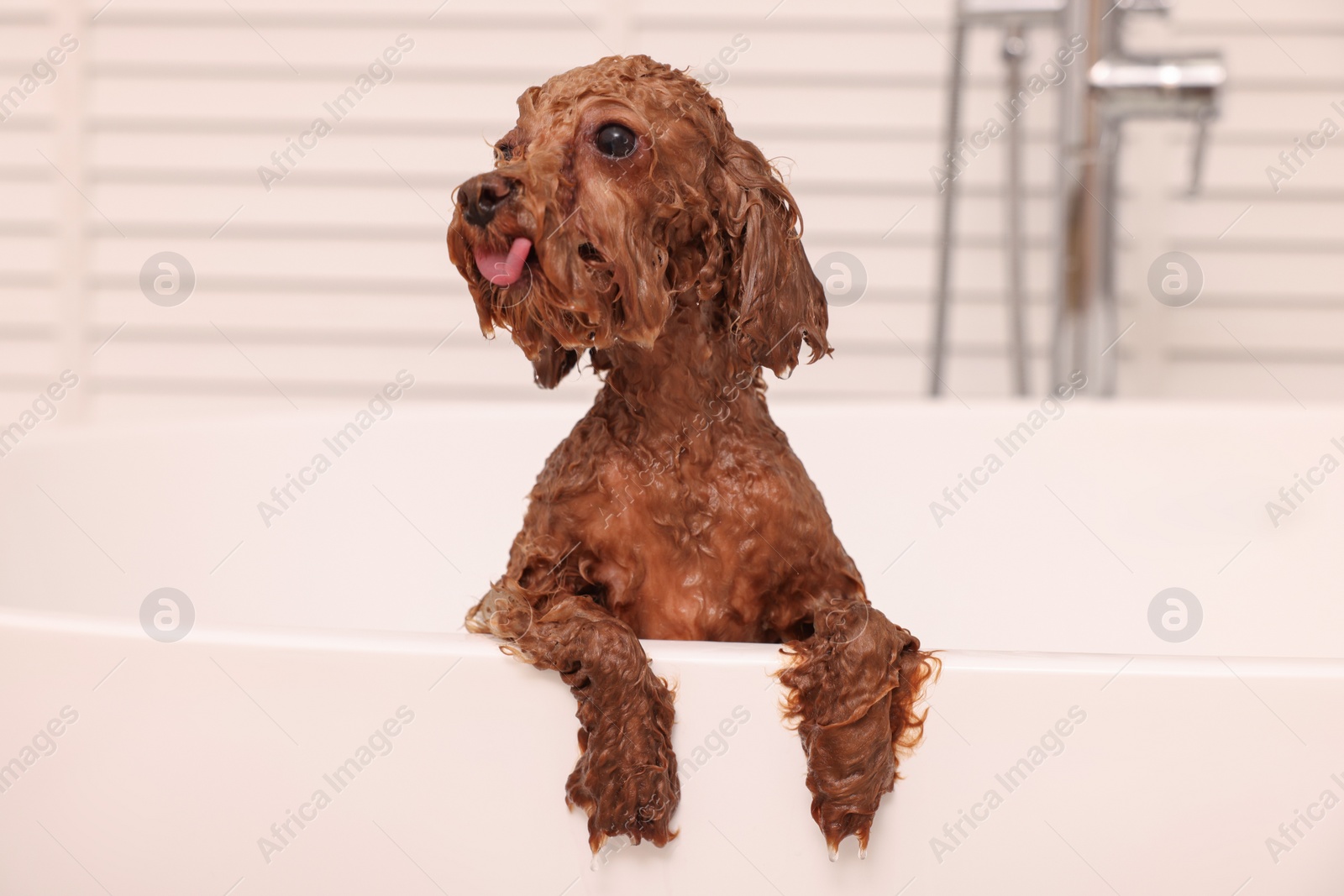 Photo of Cute wet Maltipoo dog in bathtub indoors. Lovely pet