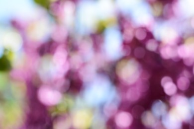 Photo of Blossoming tree outdoors, blurred view. Bokeh effect