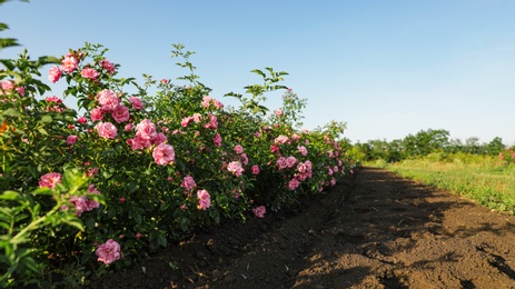 Photo of Bushes with beautiful roses outdoors on sunny day