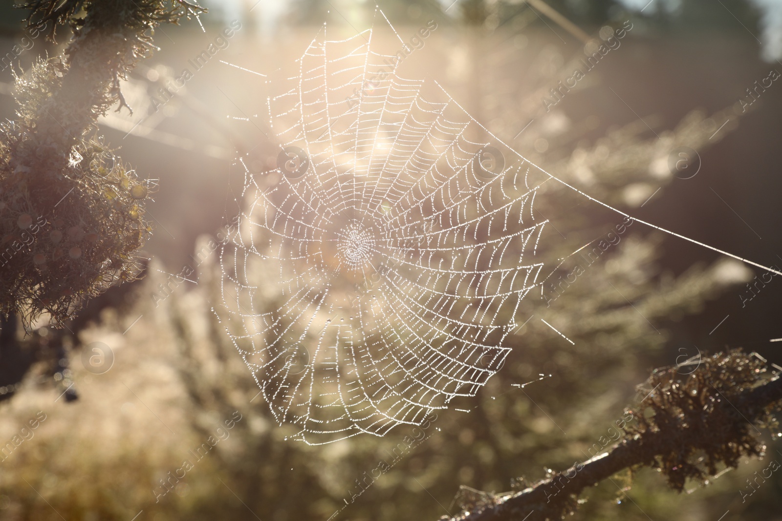 Photo of Beautiful sunlit spiderweb with morning dew outdoors, closeup