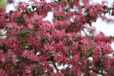 Beautiful cherry tree with pink blossoms outdoors. Spring season