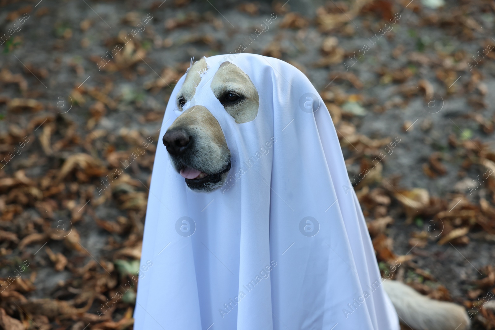 Photo of Cute Labrador Retriever dog wearing ghost costume in autumn park on Halloween