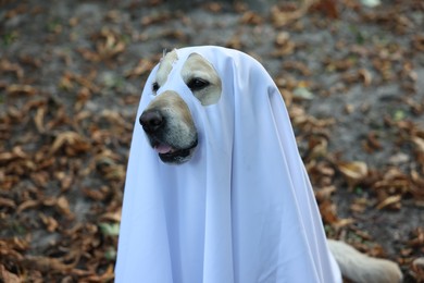 Cute Labrador Retriever dog wearing ghost costume in autumn park on Halloween