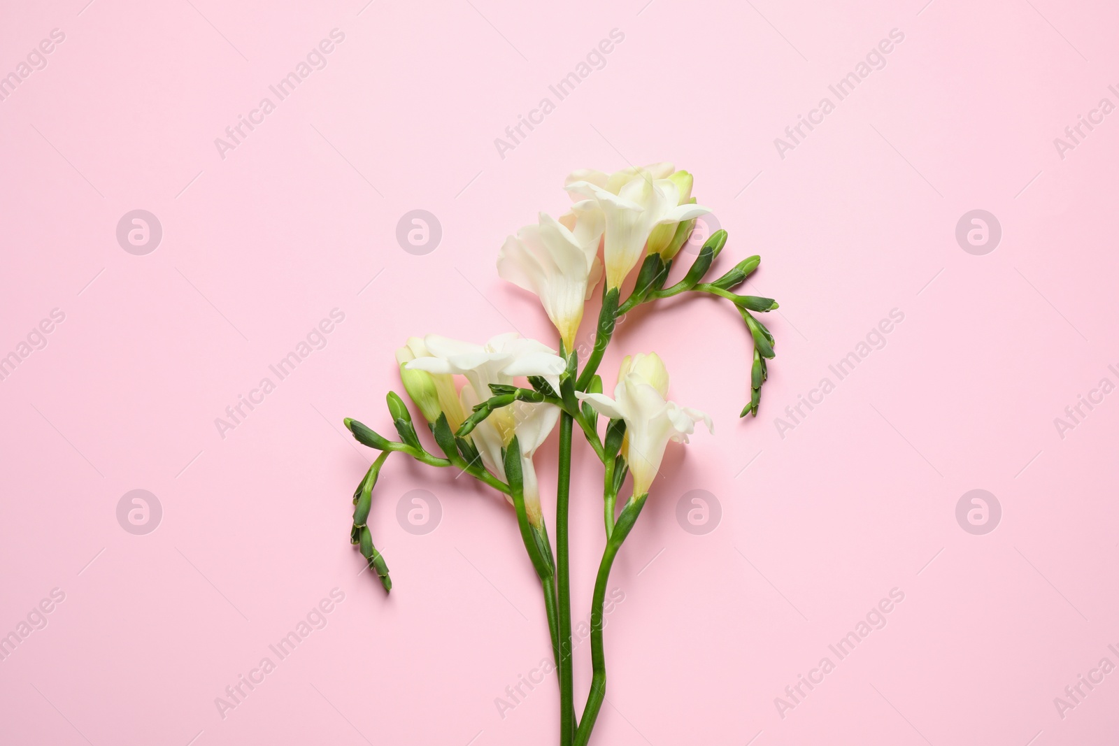 Photo of Beautiful freesia flowers on light pink background, top view