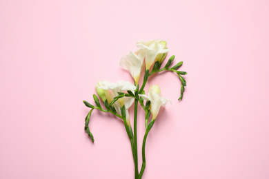 Beautiful freesia flowers on light pink background, top view