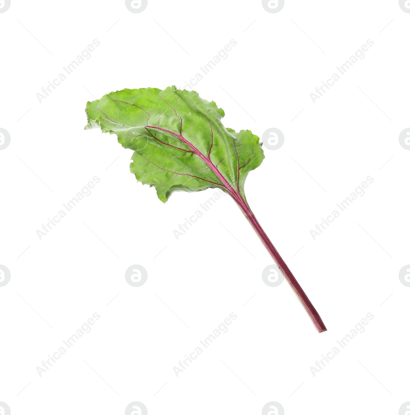 Photo of Leaf of fresh beet on white background