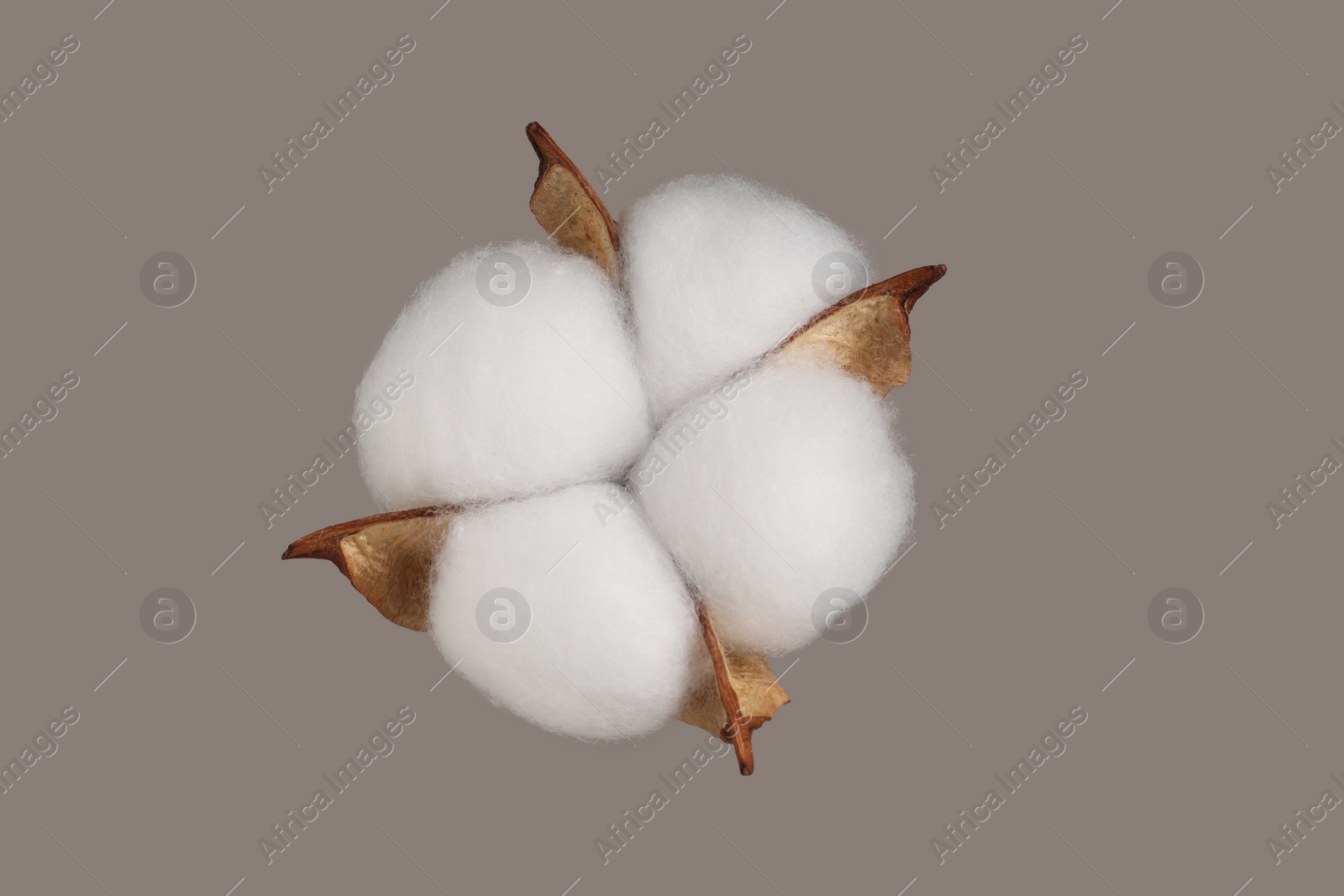 Photo of Beautiful fluffy cotton flower on beige background, top view